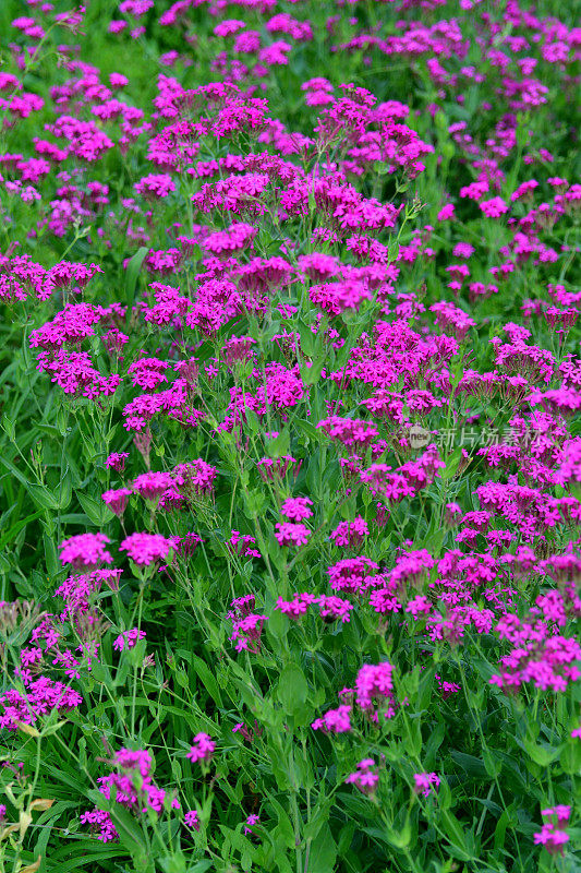 Silene armeria /甜美的William Catchfly:花